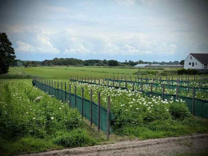 View from Wassenaarseweg