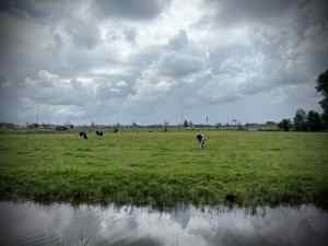 Looking out on cows in the field from Oude Trambaan
