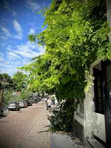 Greenery on the houses on Leliegracht