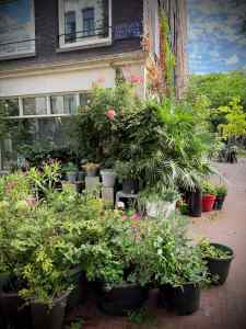 Planting on Eerste Jacob van Campenstraat