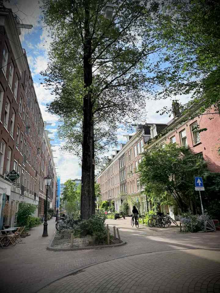 Large trees on Frans Halsstraat