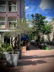 Planting and outdoor seating on Frans Halsstraat