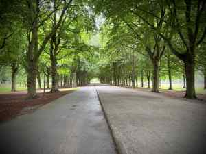 Riding through the trees in Haagse Bos