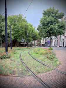 Grass tram tracks on Torenstraat