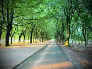 Riding through the trees on Koekamplaan