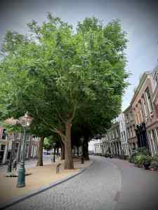 Tree-lined Hooglandse Kerkgracht