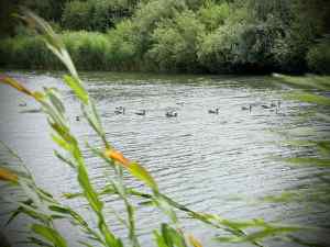 Birds in the water surrounding