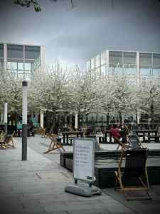 Blossom on the trees in Queen's Court
