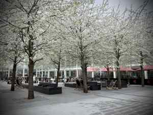 Blossom on the trees in Queen's Court