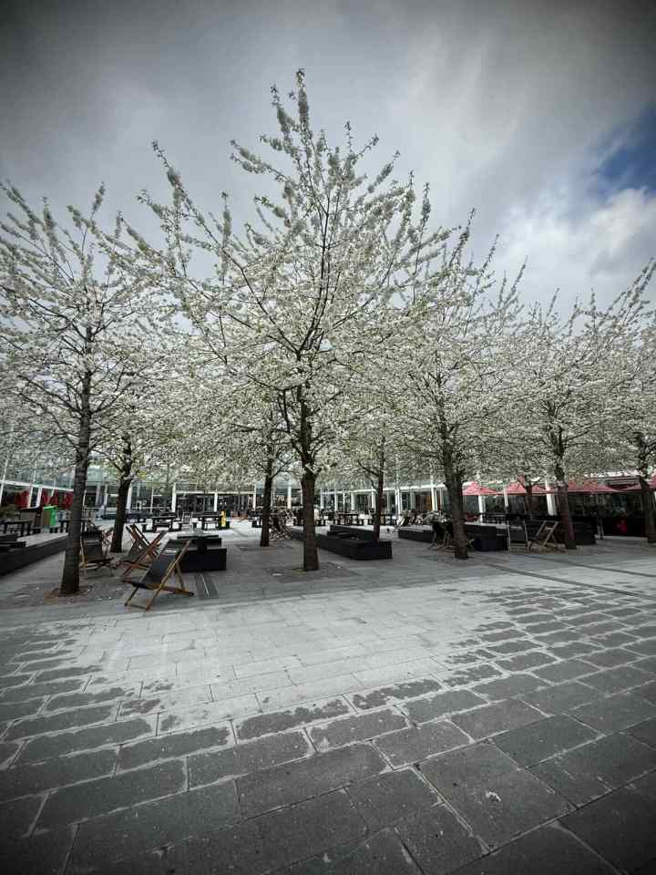 Blossom on the trees in Queen's Court