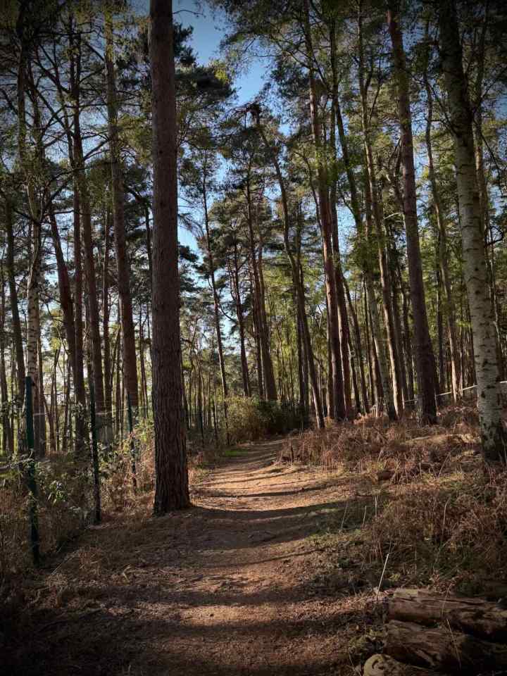 Forest trail
