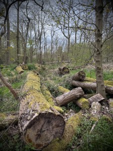 Logs in between the trees