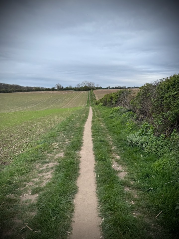 Path next to a farmer's field