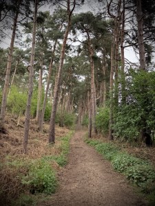 In the trees on Katherine's Walk
