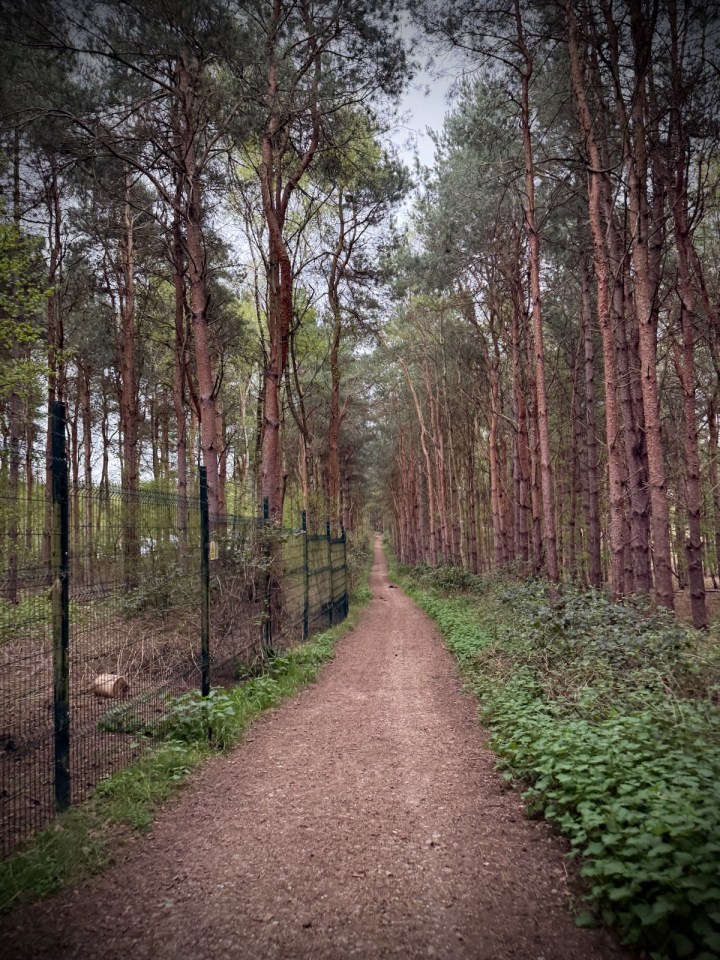 On Katherine's Walk next to the Center Parcs perimeter fence
