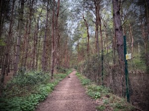On the path next to Center Parcs