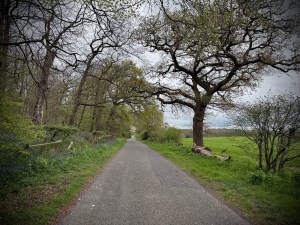 On the path on Rectory Road