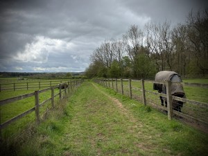 Passing horses on Wakes End Farm
