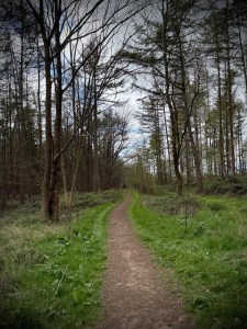 Path through the trees