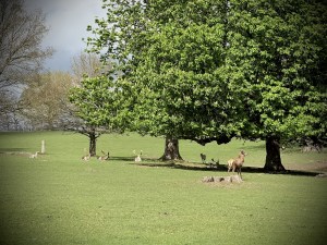 Deer in Woburn Abbey Deer Park