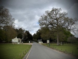 Approaching the Woburn Abbey Deer Park exit
