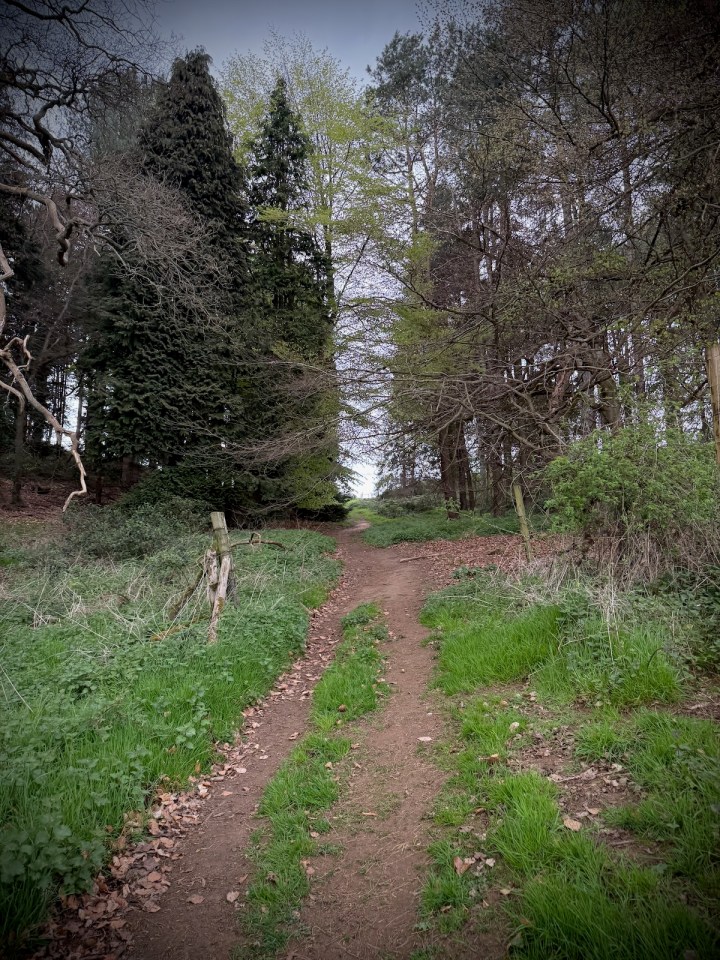 Riding up the hill to the trees near Aspley Woods