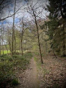 Through Aspley Woods