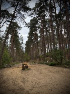 Aspley Woods